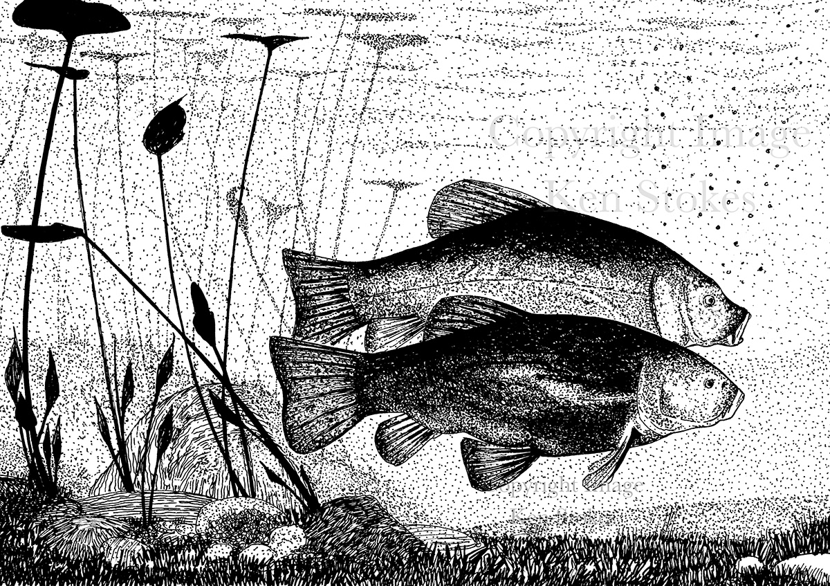 fishing fish freshwater natural history underwater