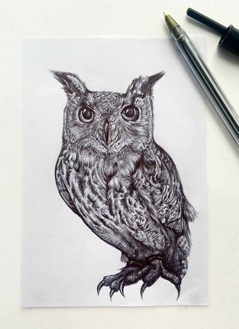 Biro Pen illustration of an Owl 