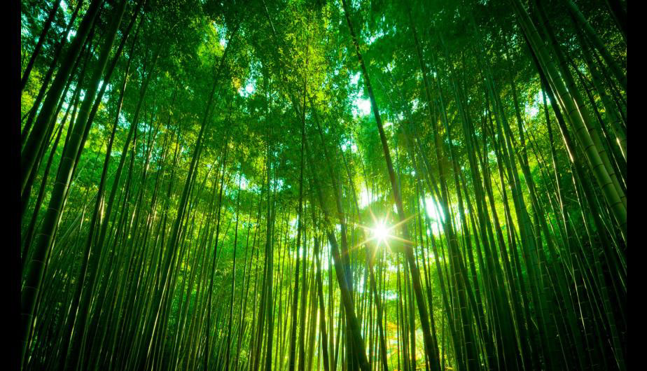 nudo arquitectónico madera carpinteria sombra Bambu bamboo TCII201810 ARQU1121 men