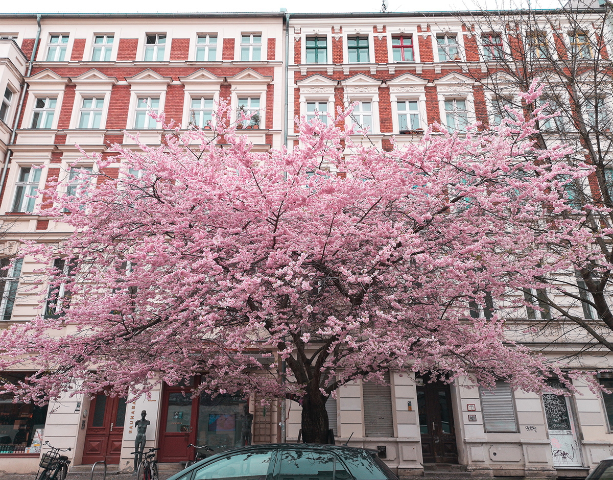aesthetic aesthetics berlin color Photo Retouching Photography  photoshop Photoshop Editing pink spring
