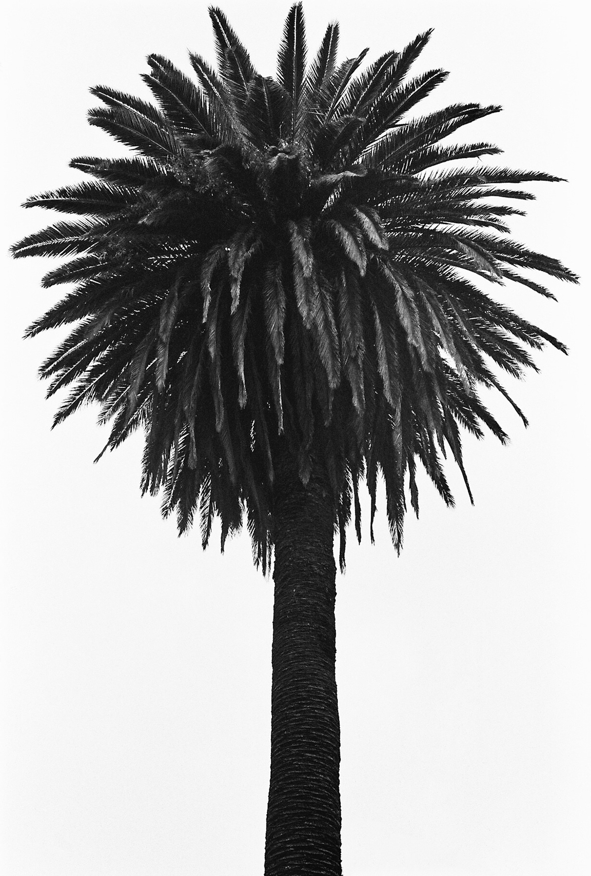 Fotografia camara analoga  minimalist photography Analogue black and white Nature city