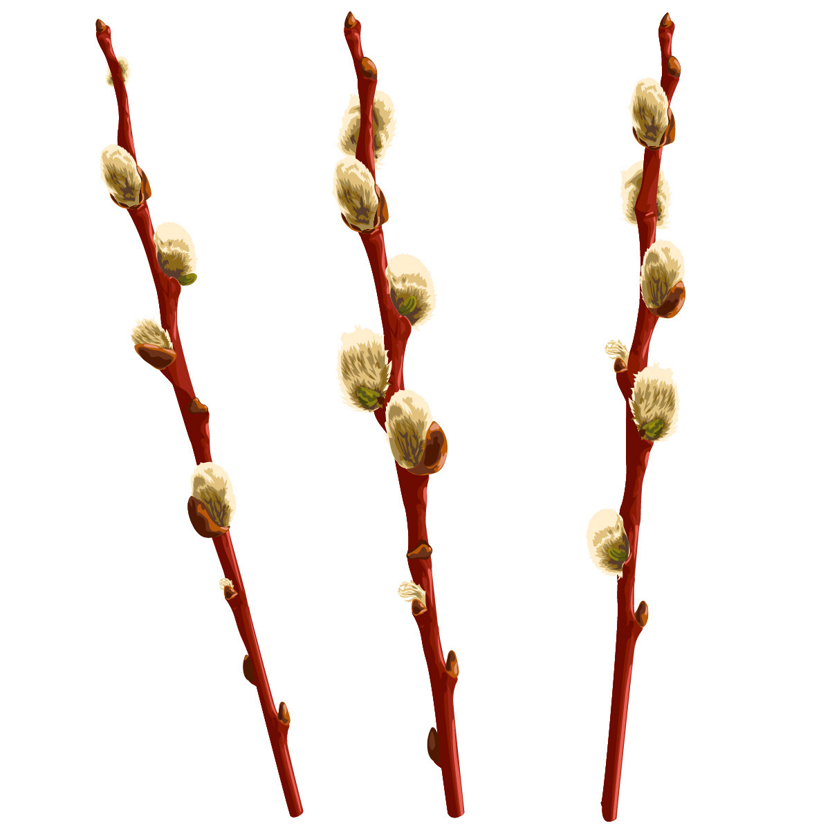 branches buds pussy willow Tree  willow willow with buds