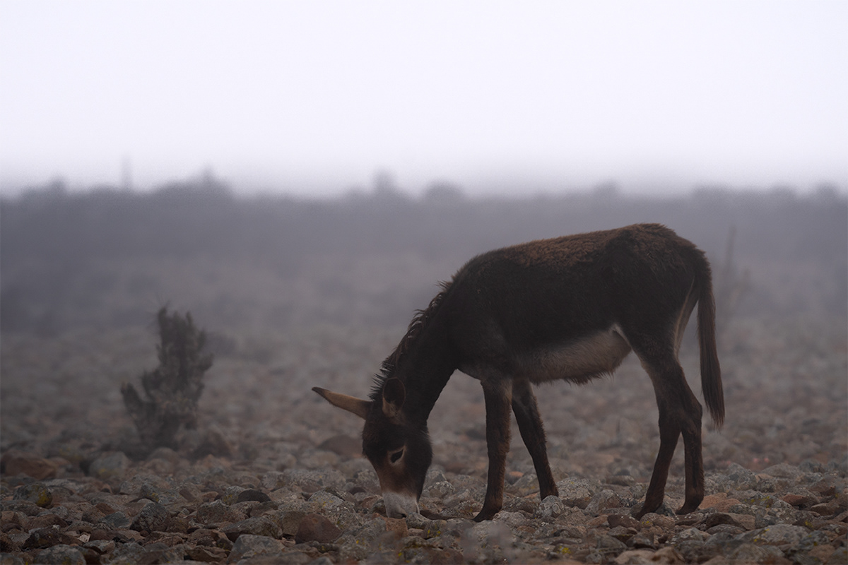 donkey fotografo Nature Desierto de Atacama Fotografia naturaleza desert Landscape Travel burros