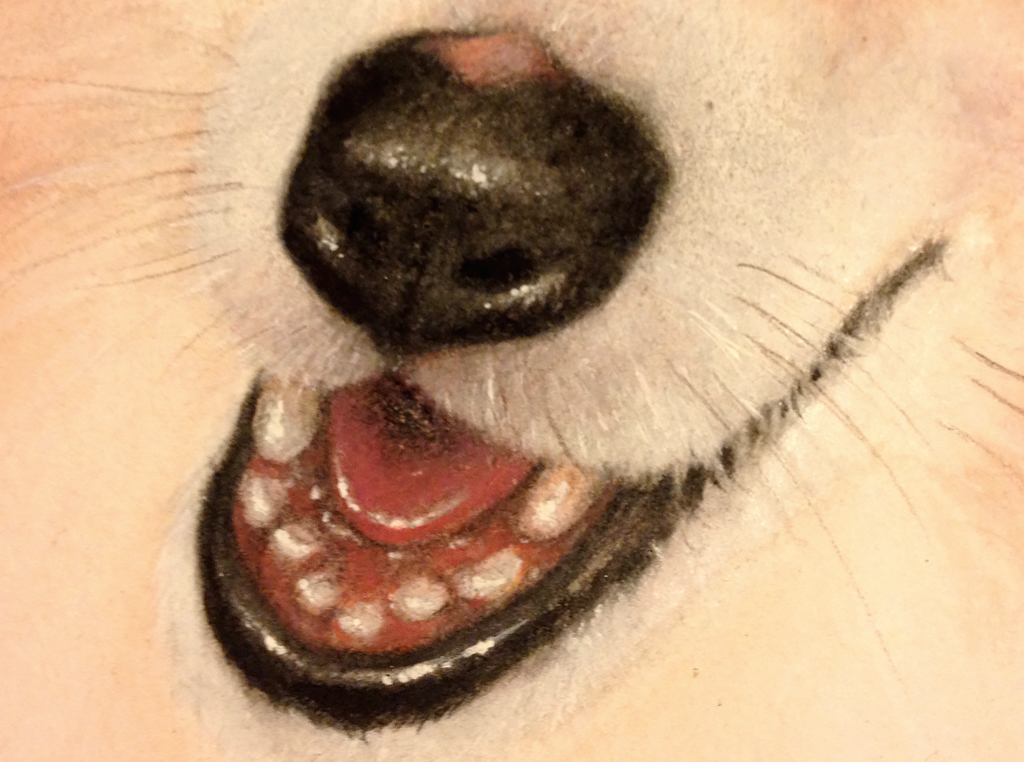 dog portrait Pet Portrait prismacolor graphite collie