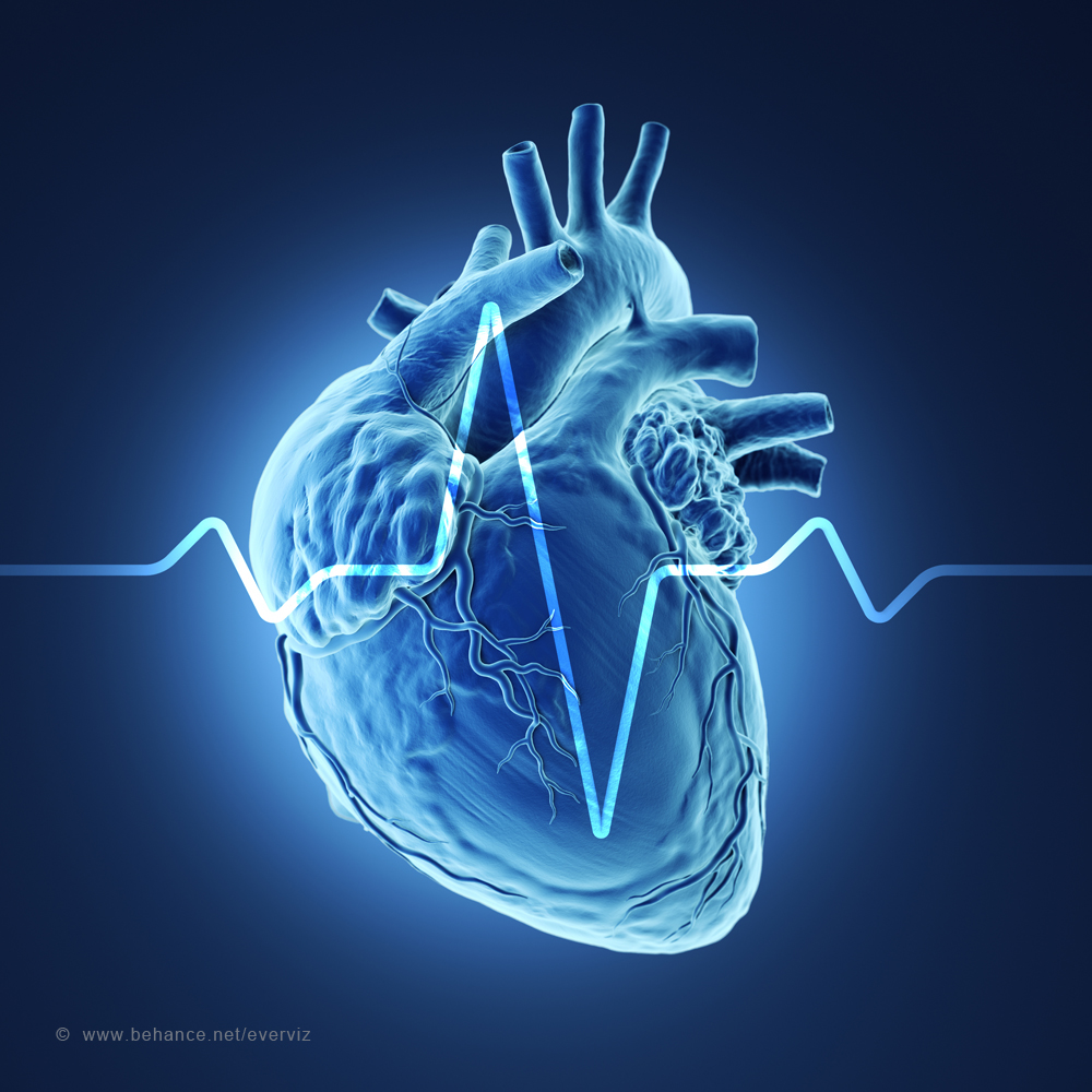 3d illustration of a human heart. on Behance