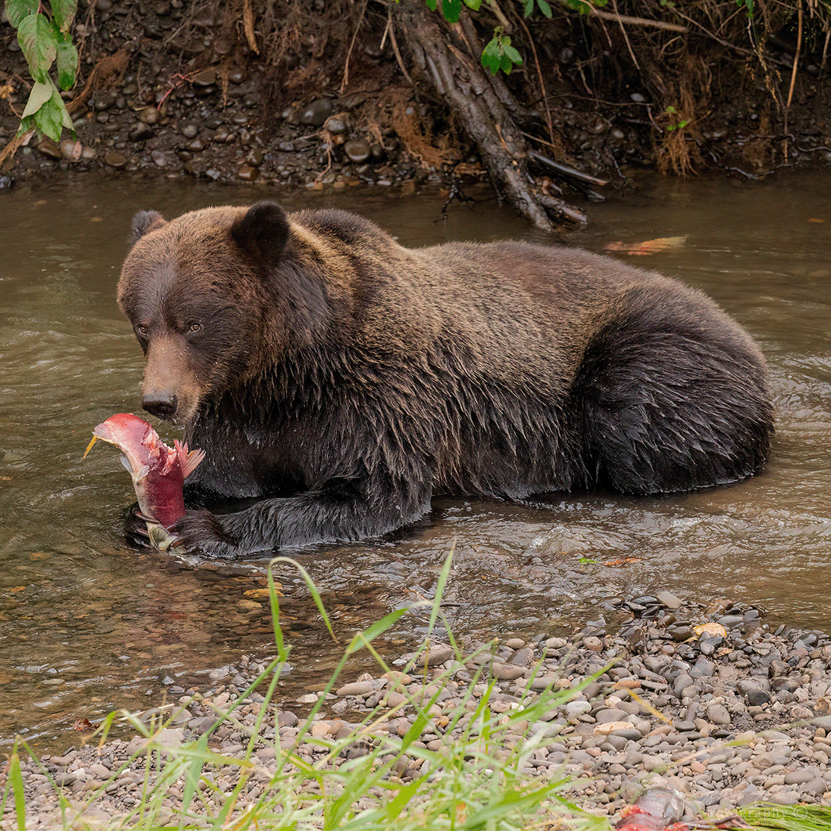 animals bear british columbia Canada Canon Feeding Grizzly Bear Nature salmon Wildlife photography