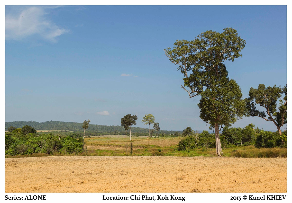 landscaps Tree  Cambodia