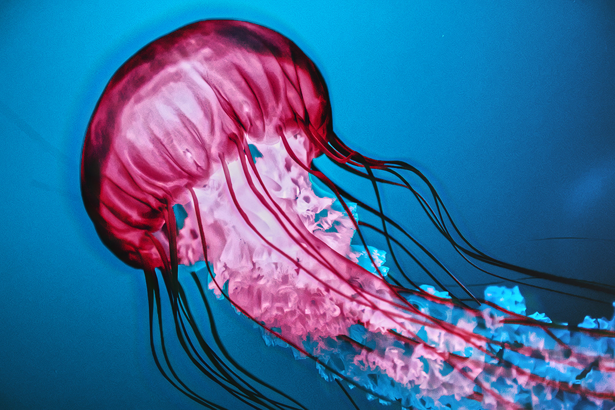 jellyfish japan organic colorful Photography  sea aquarium Travel sealife wildlife