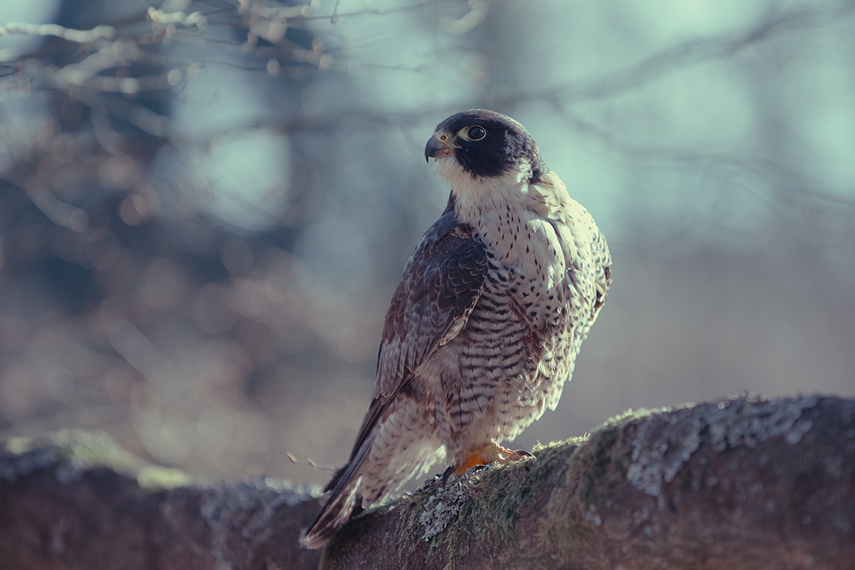 bird bird of prey falcon prey predator animal
