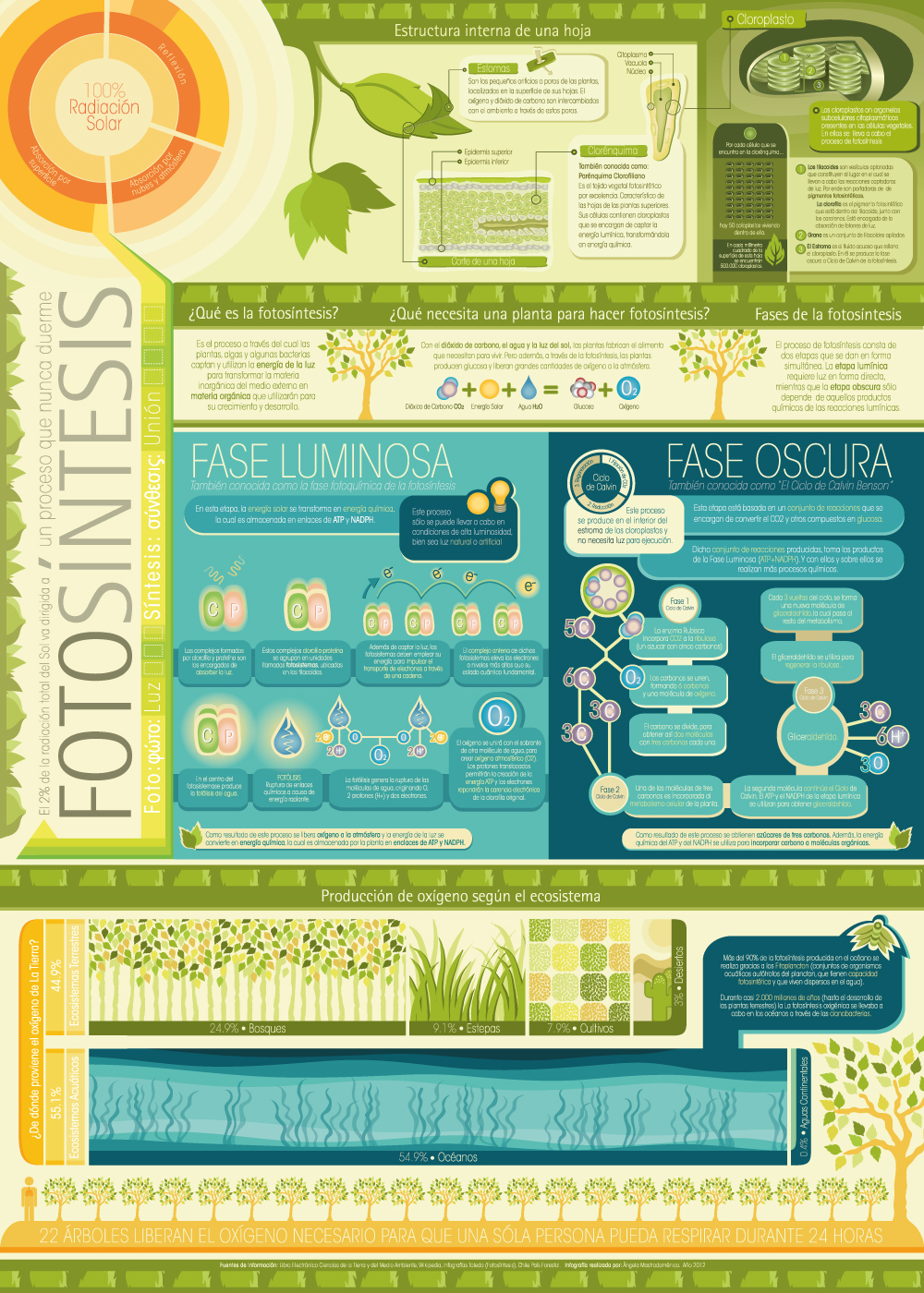 Diseño de información infografia fotosintesis