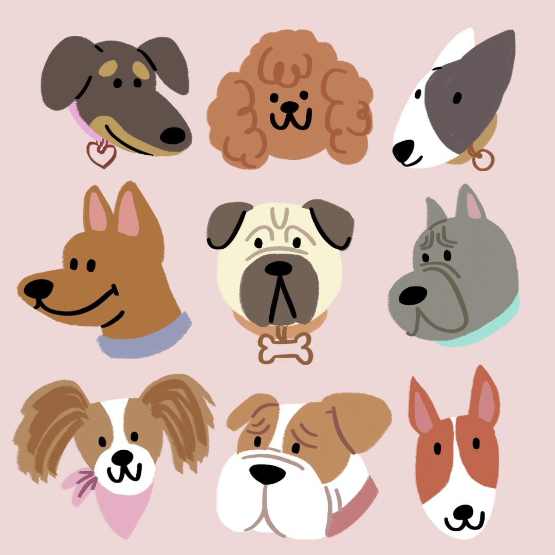 adopt blushmaker Breed chloechoa dog dog breed doglover dogs