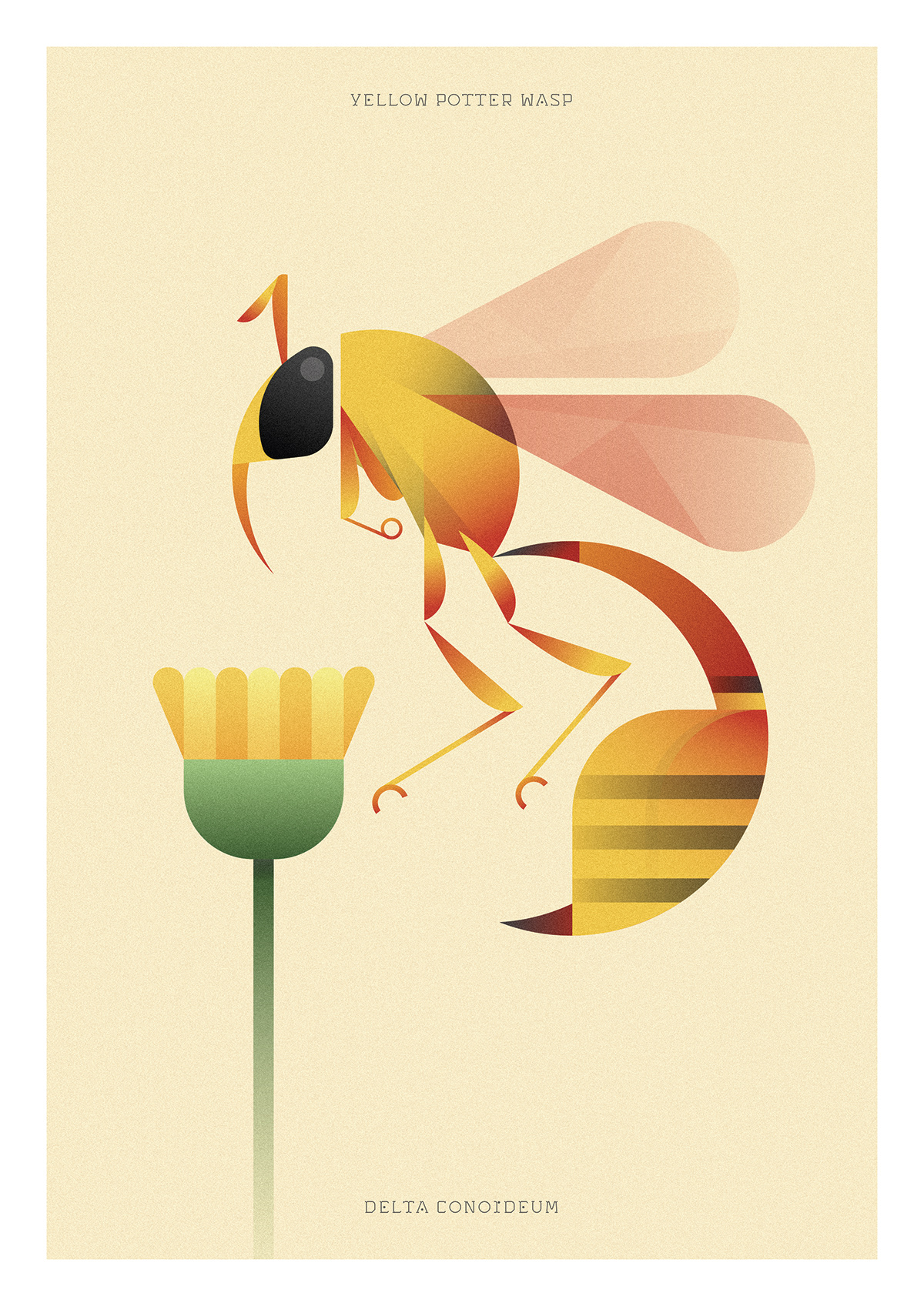 bug ILLUSTRATION  insect insect world