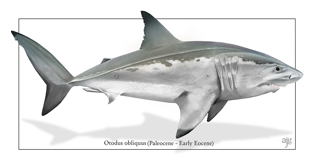 scientific illustration paleo art sharks natural history science museum Nature wildlife