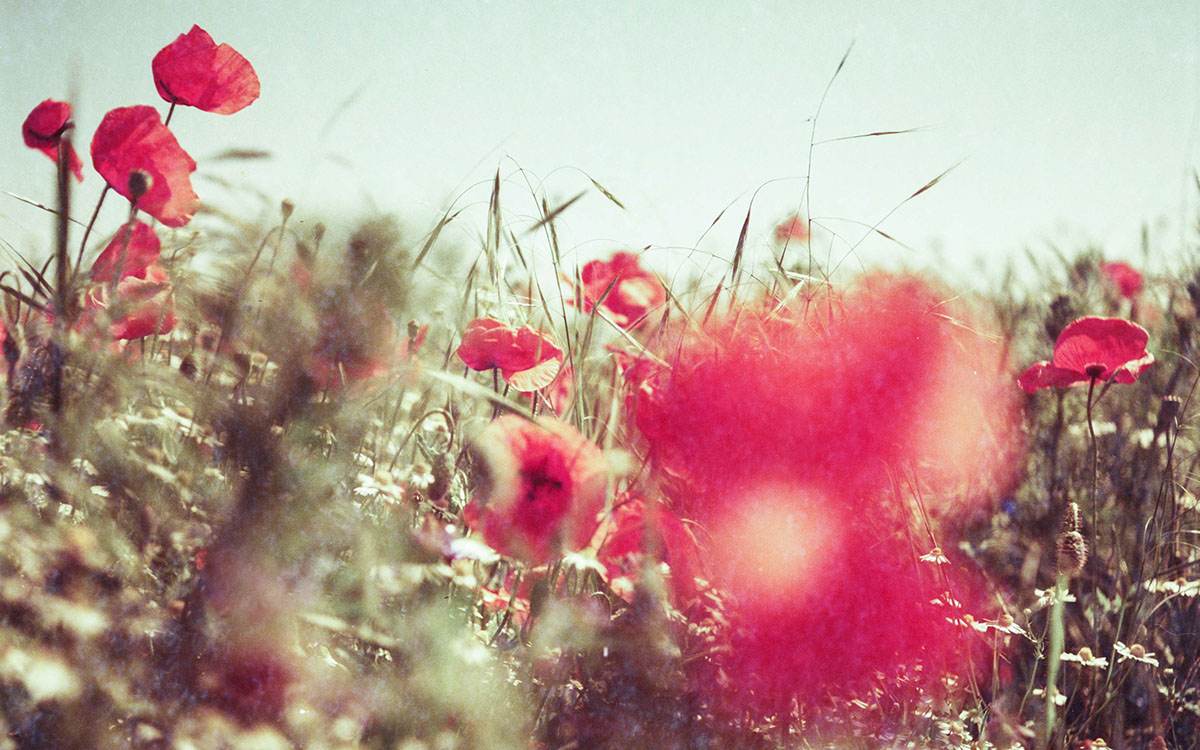 poland Photography  Lomography wild poppies redscale xr
