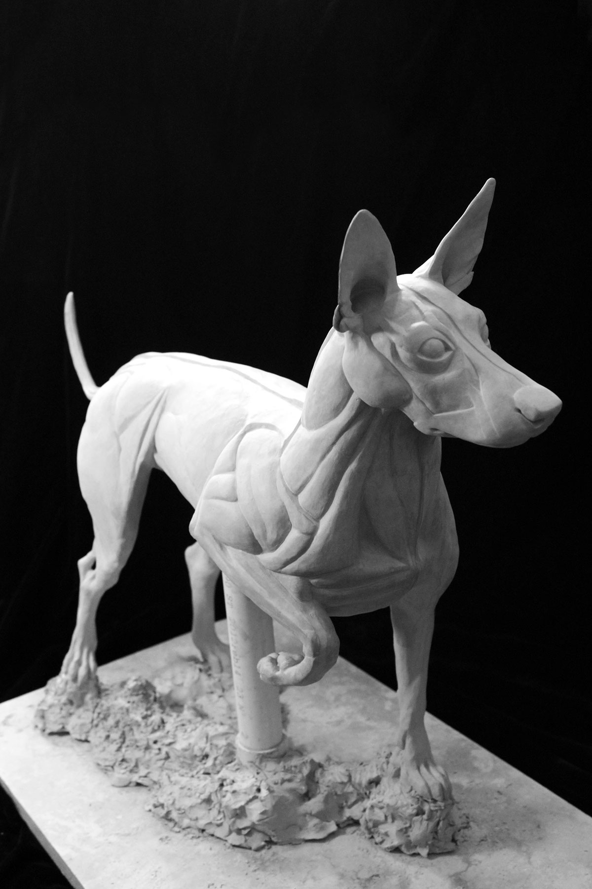 dog animal anatomy sculpture muscles skin