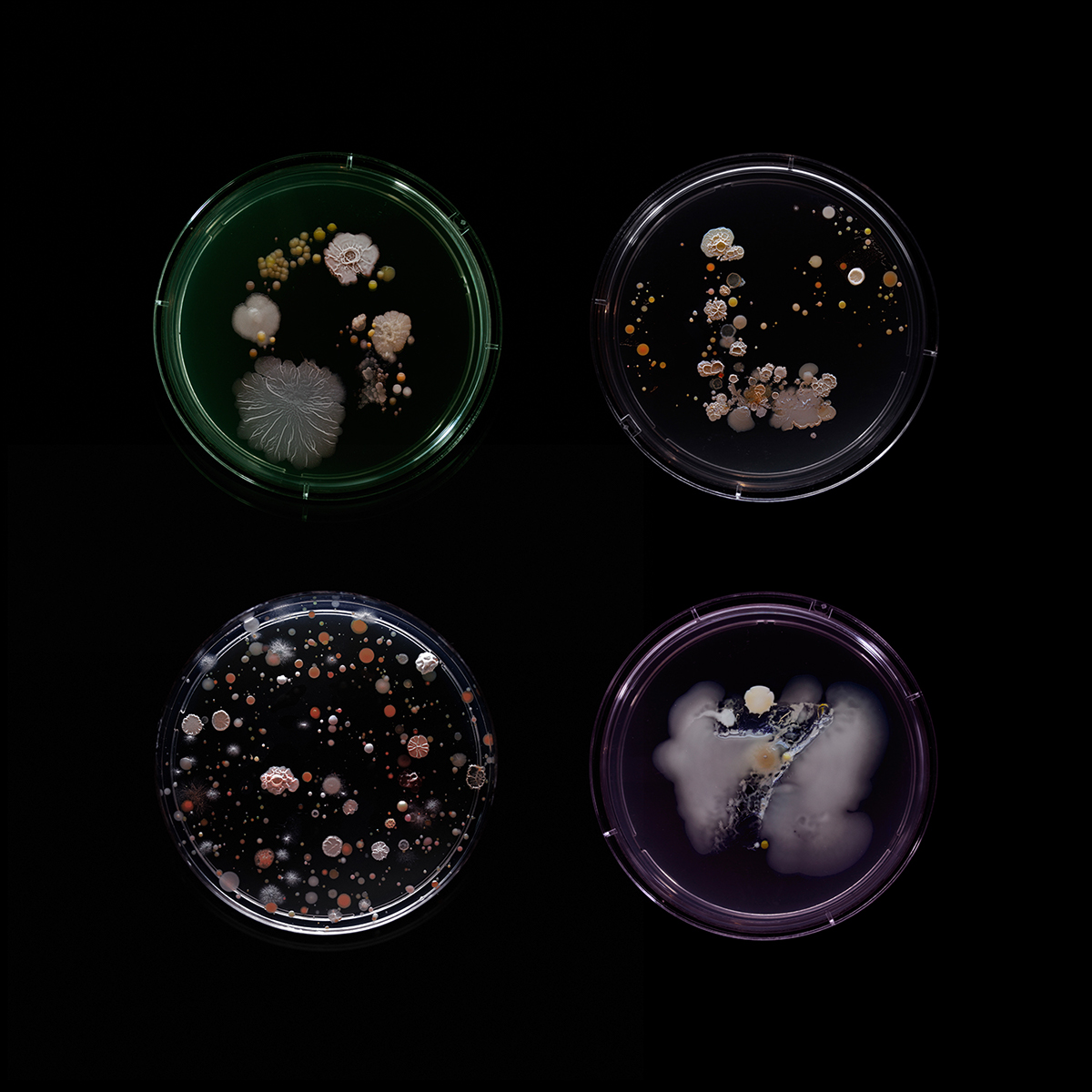 type experimental science scientific Bacteria subway petridish photograph microscopic macro