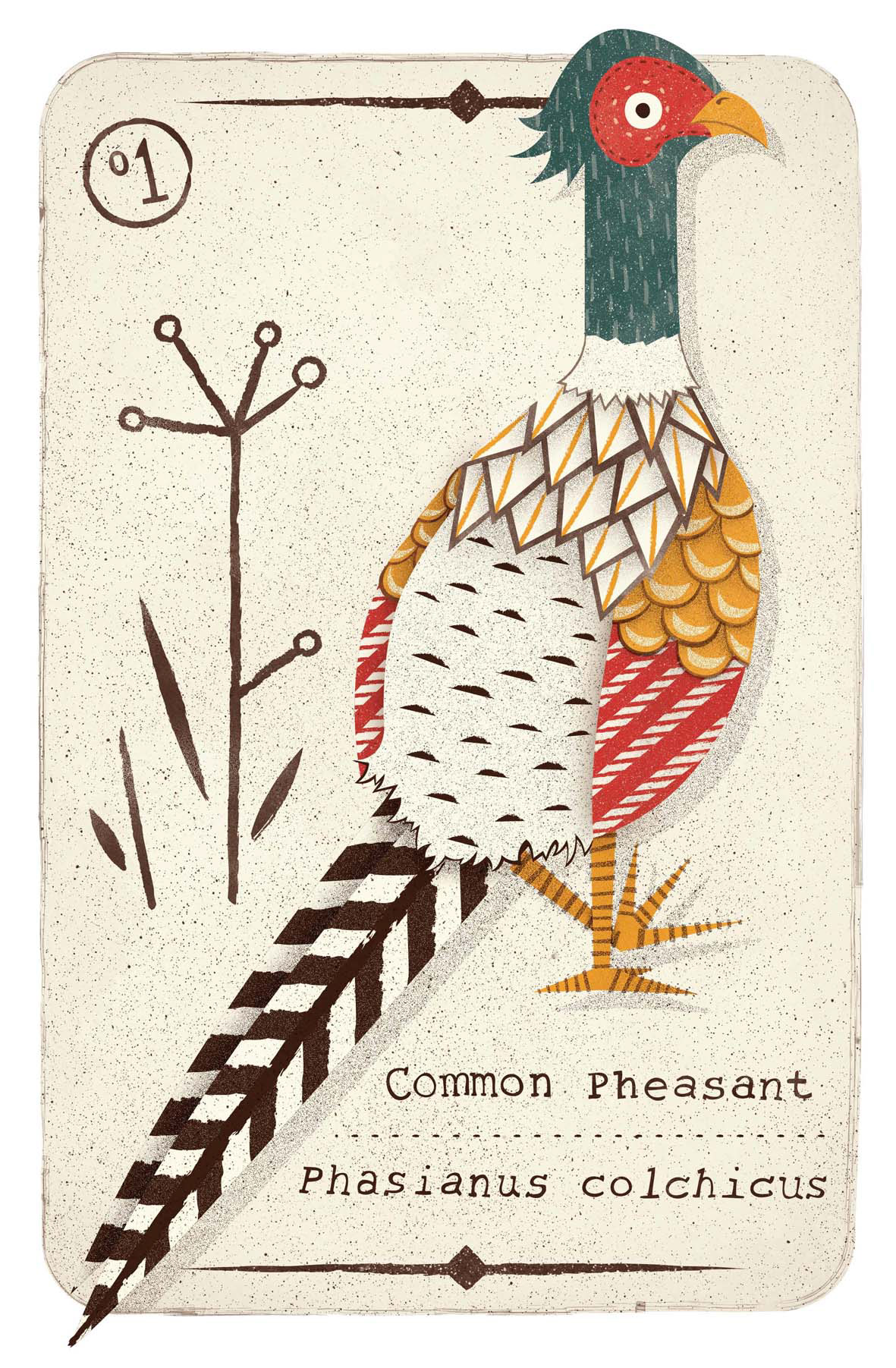 british game birds pheasant Snipe grouse red ring necked Illustrator vector norwich joe mclean