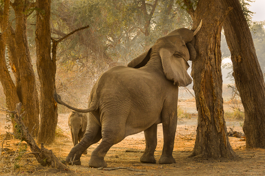 africa wildlife Nature elephant safari Zambia conservation