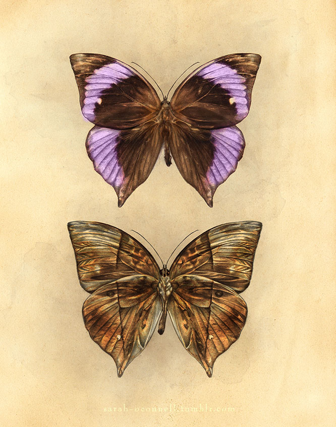 scientific illustration SCAD butterflies morphinae