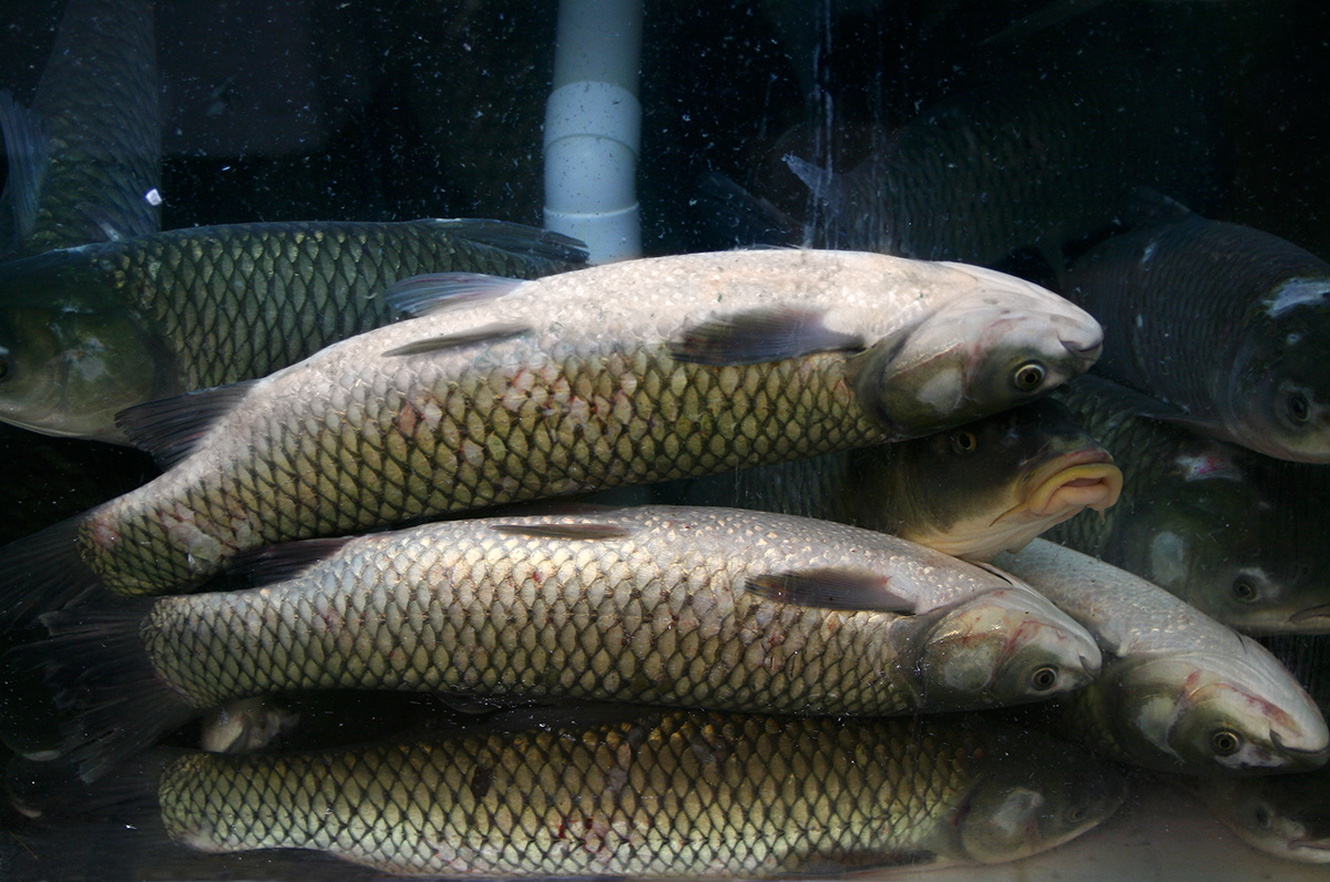 fish poisson aquarium Fish Tank carpe chinatown fish market poissonnerie reportage