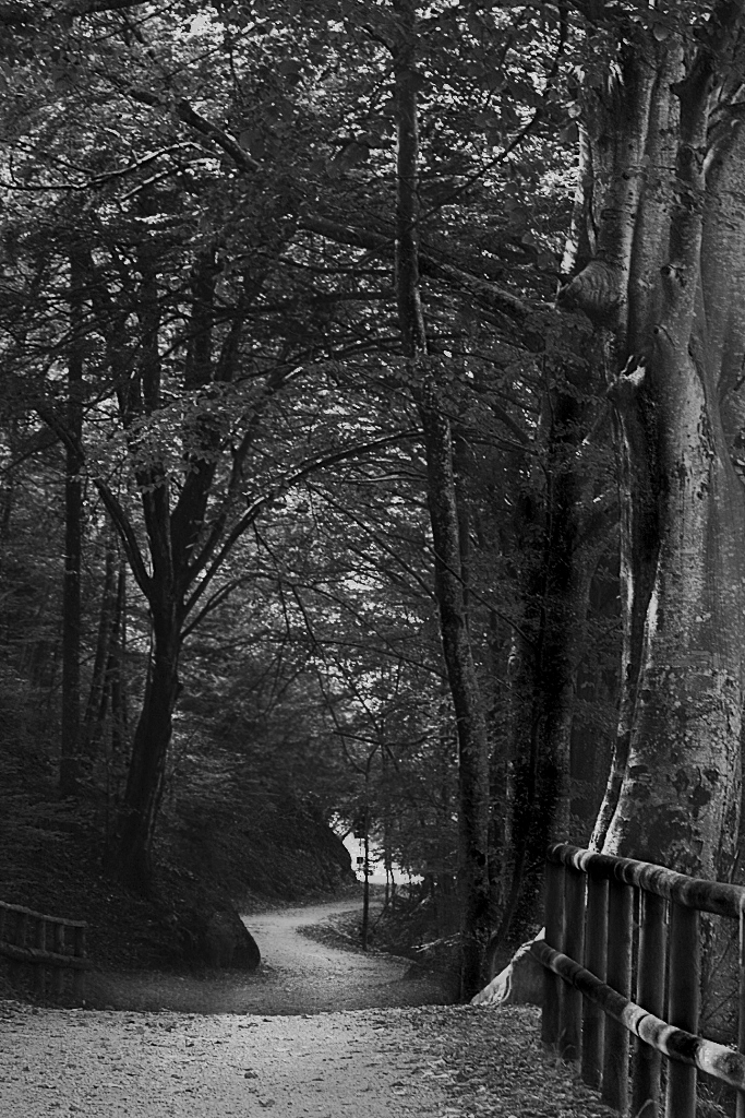 life paths woods foliage autumn places blackandwhite lights