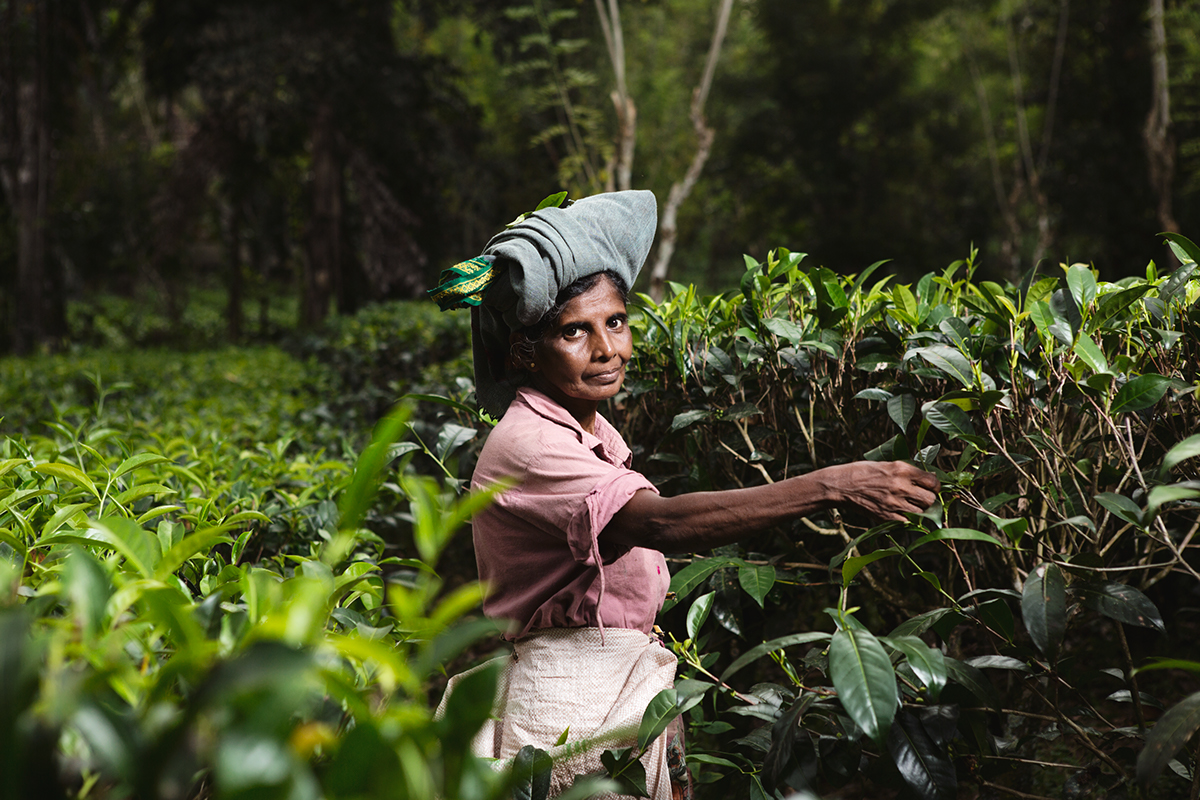 reportage Documentary storytelling portraits portrait strobist profoto Travel discovery Sri lanka tea Ceylon pluckers