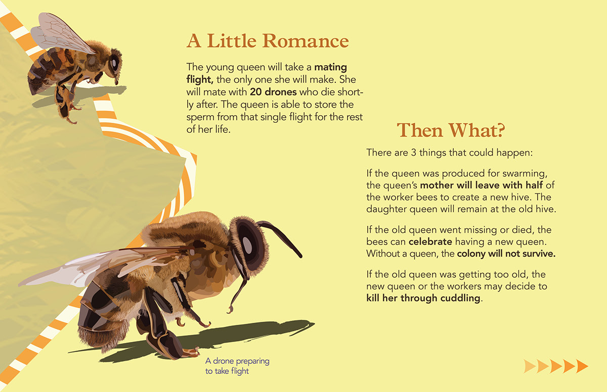 Adobe Portfolio animating Information motion graphics bee honeybee bee queen queen honey voiceover