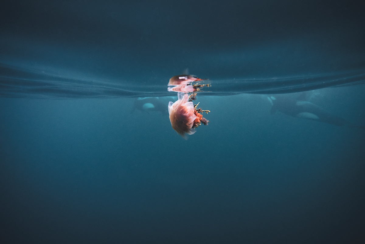 jellyfish-orca-underwater