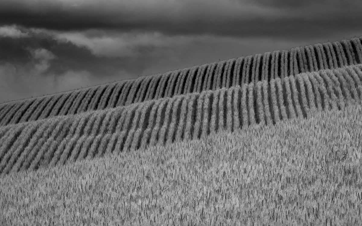 agriculture black and white farm landscape photography landscapes Nature Photography  wheat