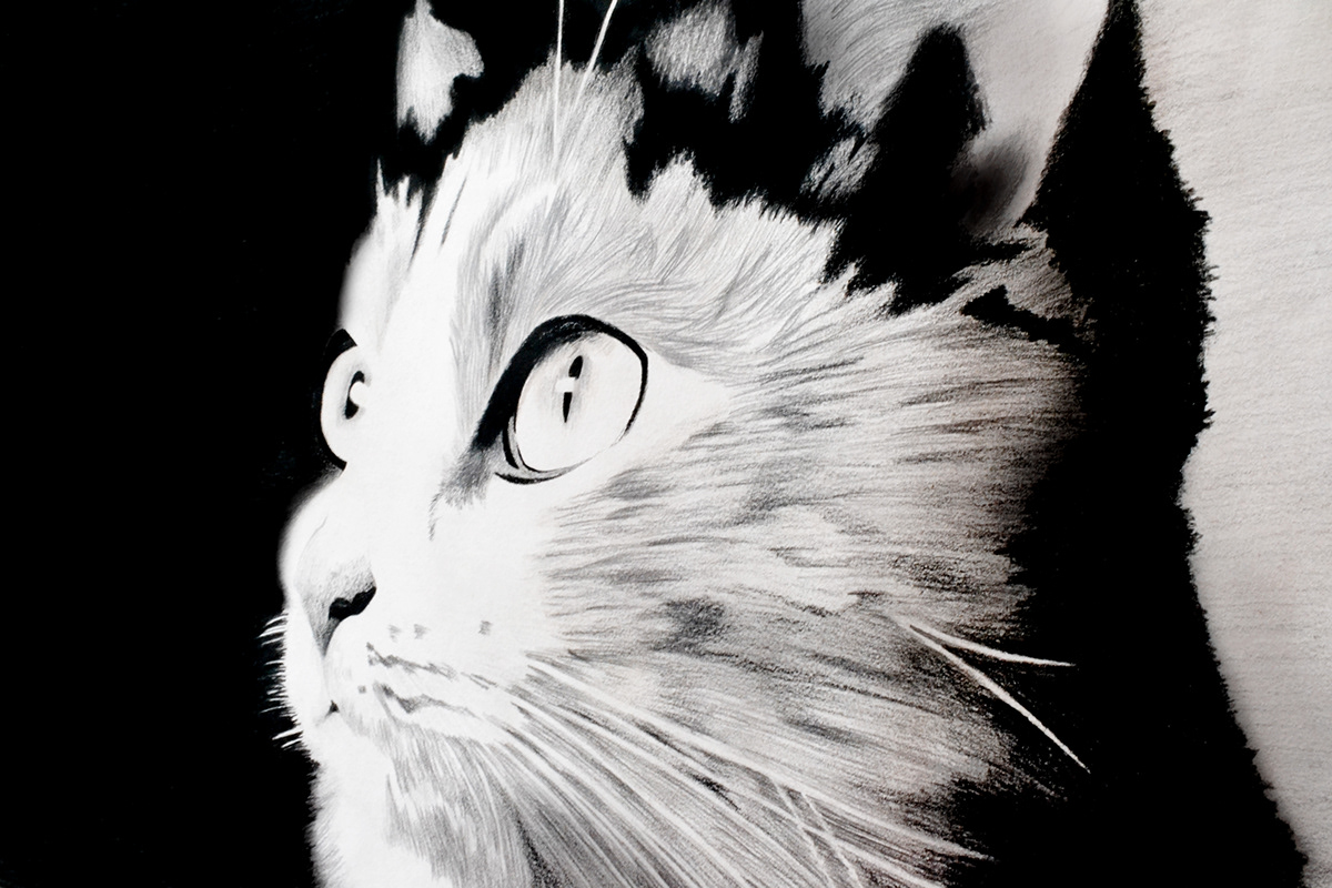ilustracion dibujo colores grises Cat photo