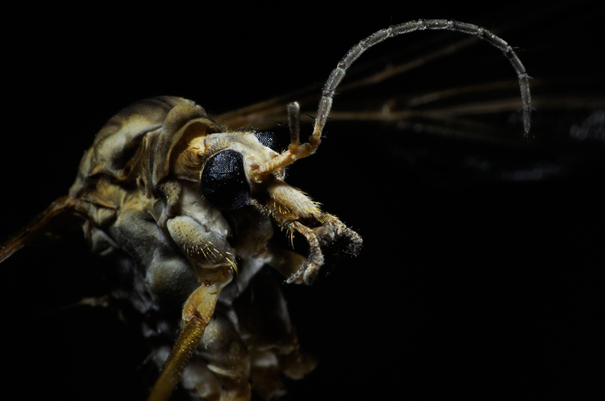 numérique insectes macro Photographie