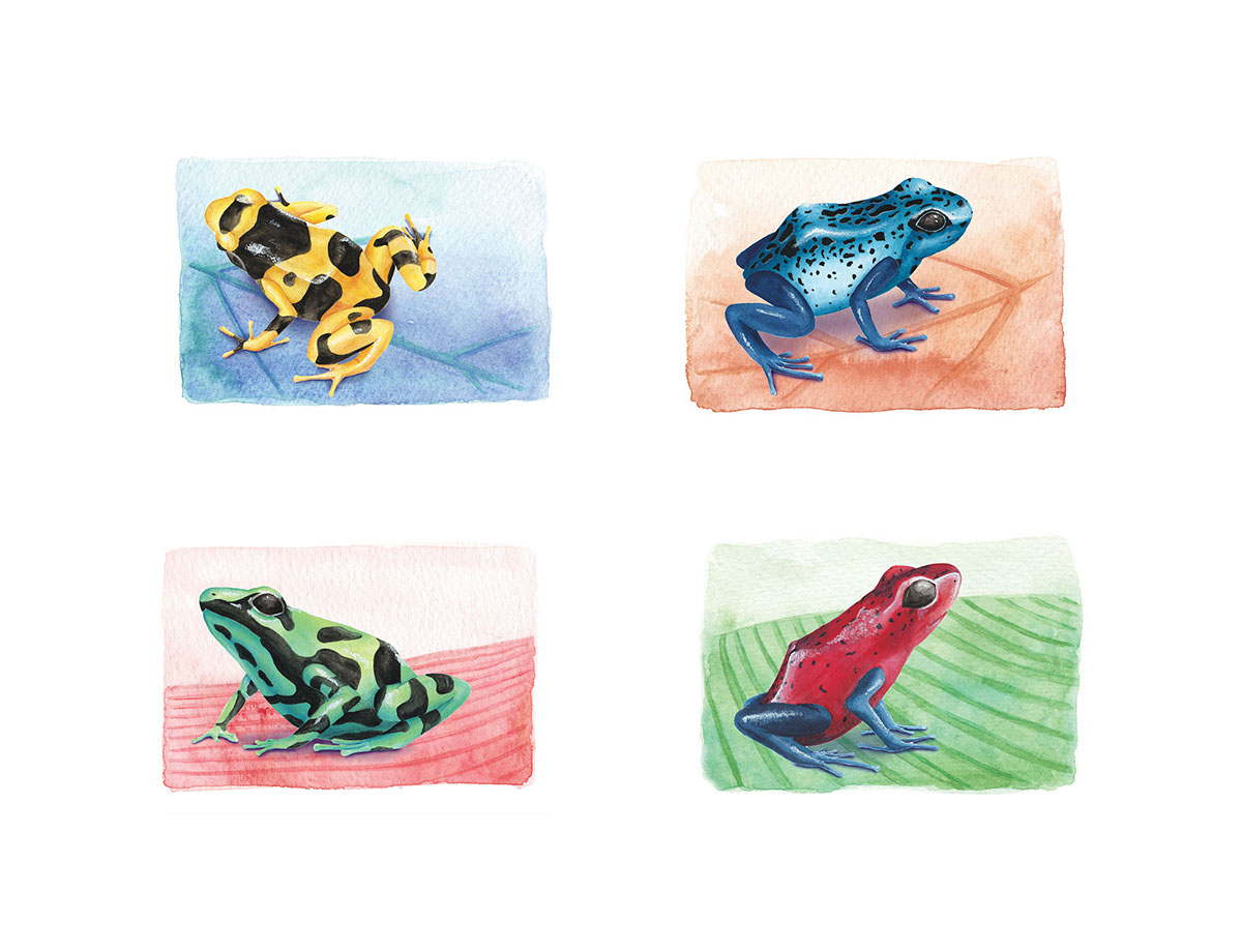 ScienceIllustration poisondartfrogs poststamps ILLUSTRATION  frogs colour jungle