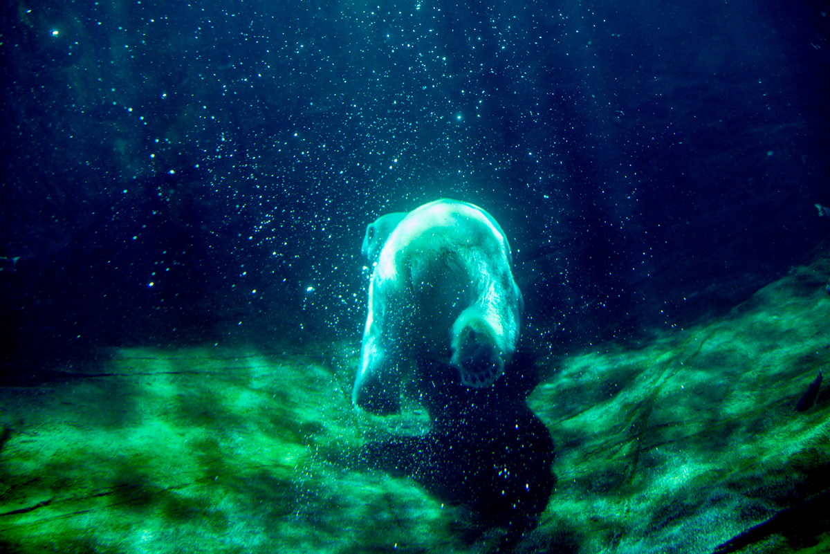 polar bears wildlife animal video Nikon underwater