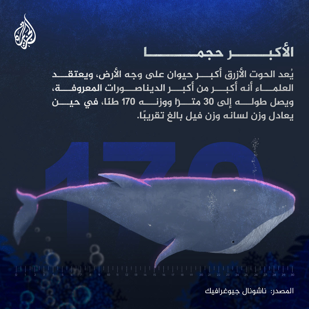 al jazeera blue carousel Digital Art  photoshop Procreate Whale