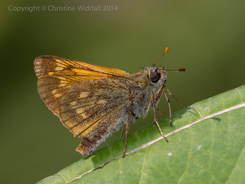 small large skipper butterfly butterflies Nature wildlife england countryside
