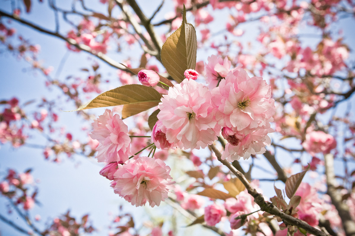 floral Flowers blossom spring cherry pink