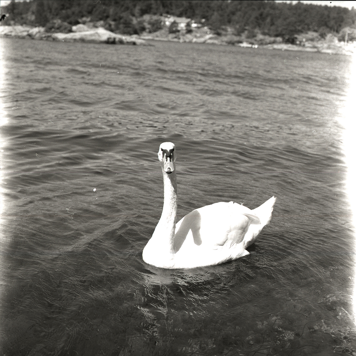 swan summer Hasselblad 120 black and white 500el
