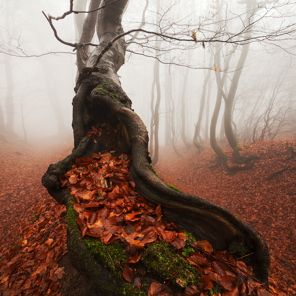 trees autumn Fall mist fog Czech Republic leaves colors Nature Landscape mood atmosphere Beech Tree 