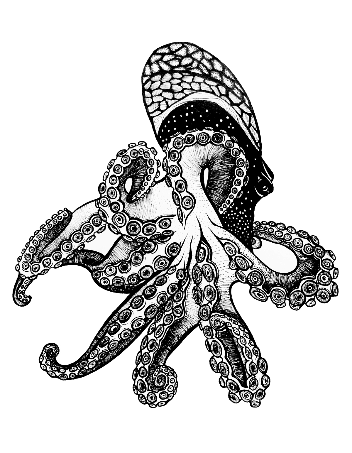 bird eagle octopus owl fish blue jay pen and ink cross hatching stipling detailed animals birds marine