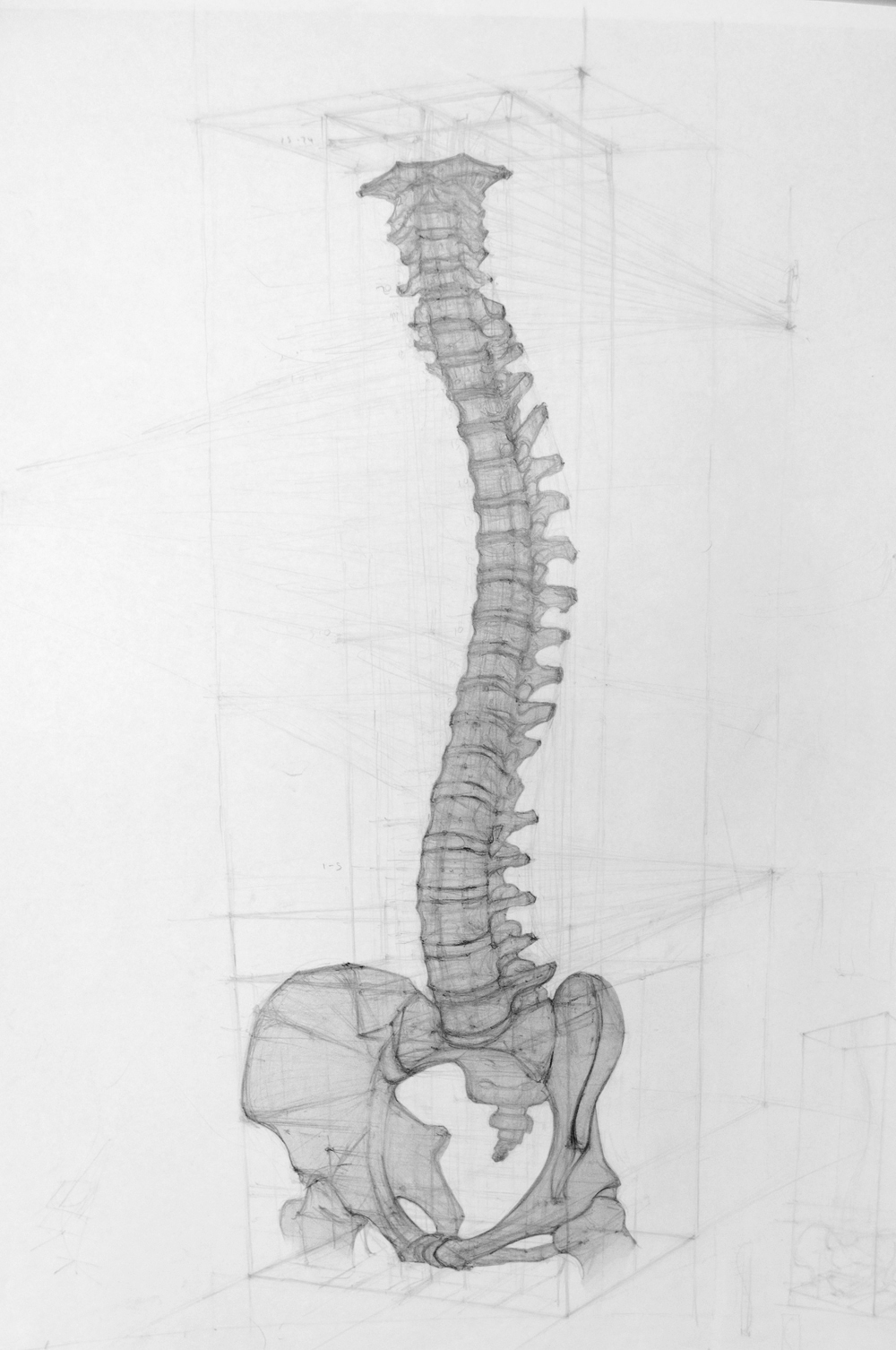 skeleton charcoal sanguine spine bones bone sketch Analysis