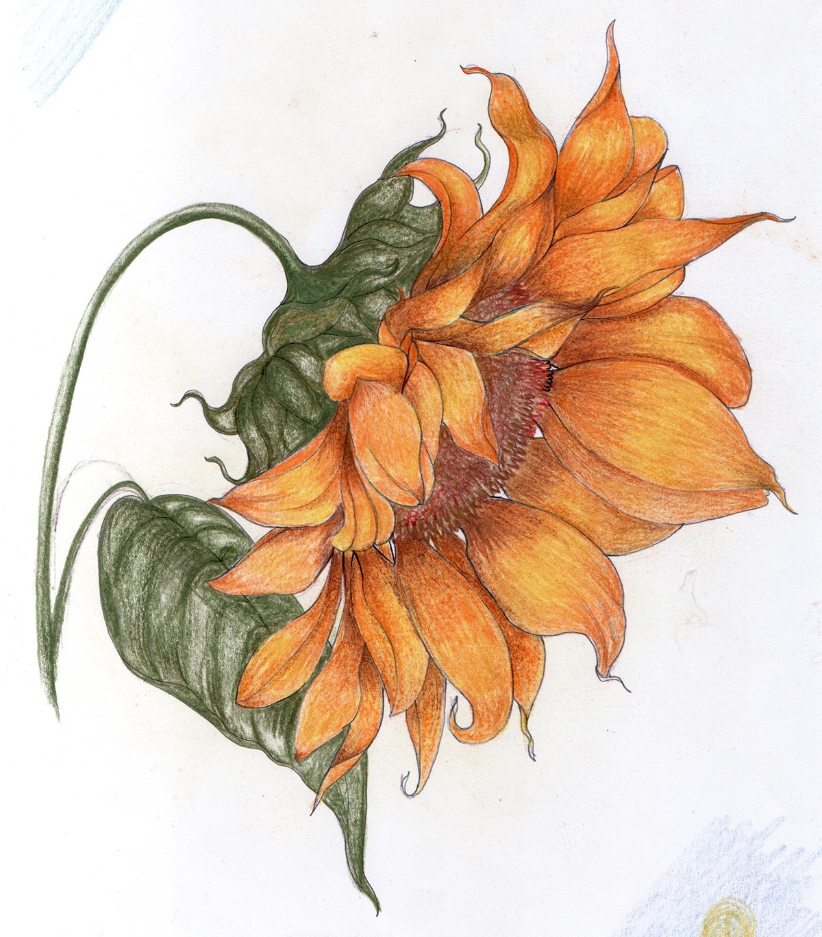 motif pattern design nedgraphics sunflower flower line drawing hand drawing fabric wallpaper