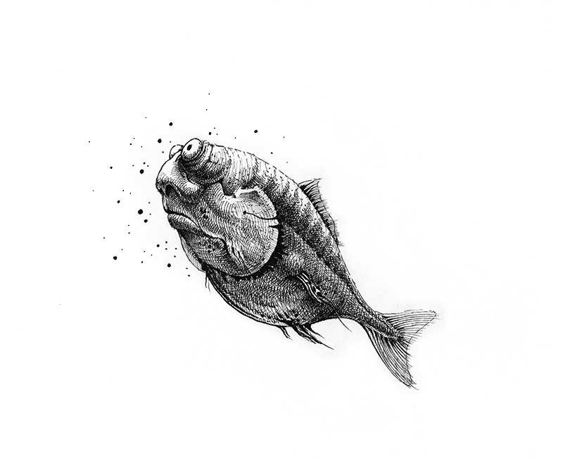 art pen ink characters fish Black&white aleksklepnev