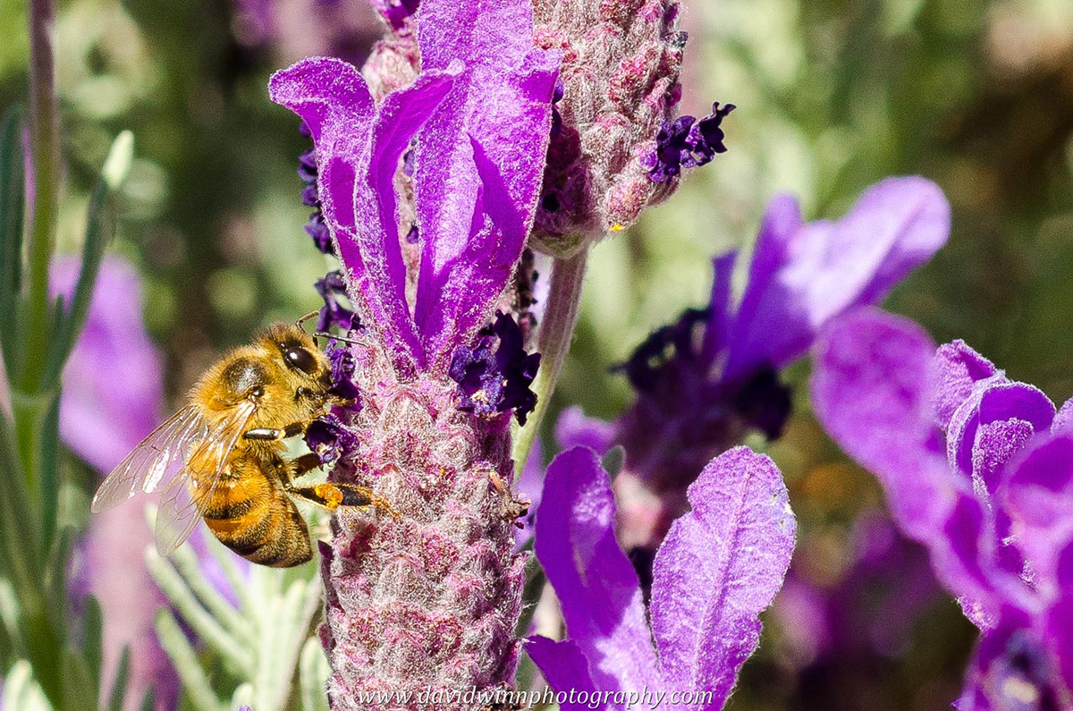 lavender flower Flying bee honey