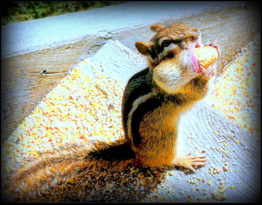 animals Photography  Nature chipmunk cute
