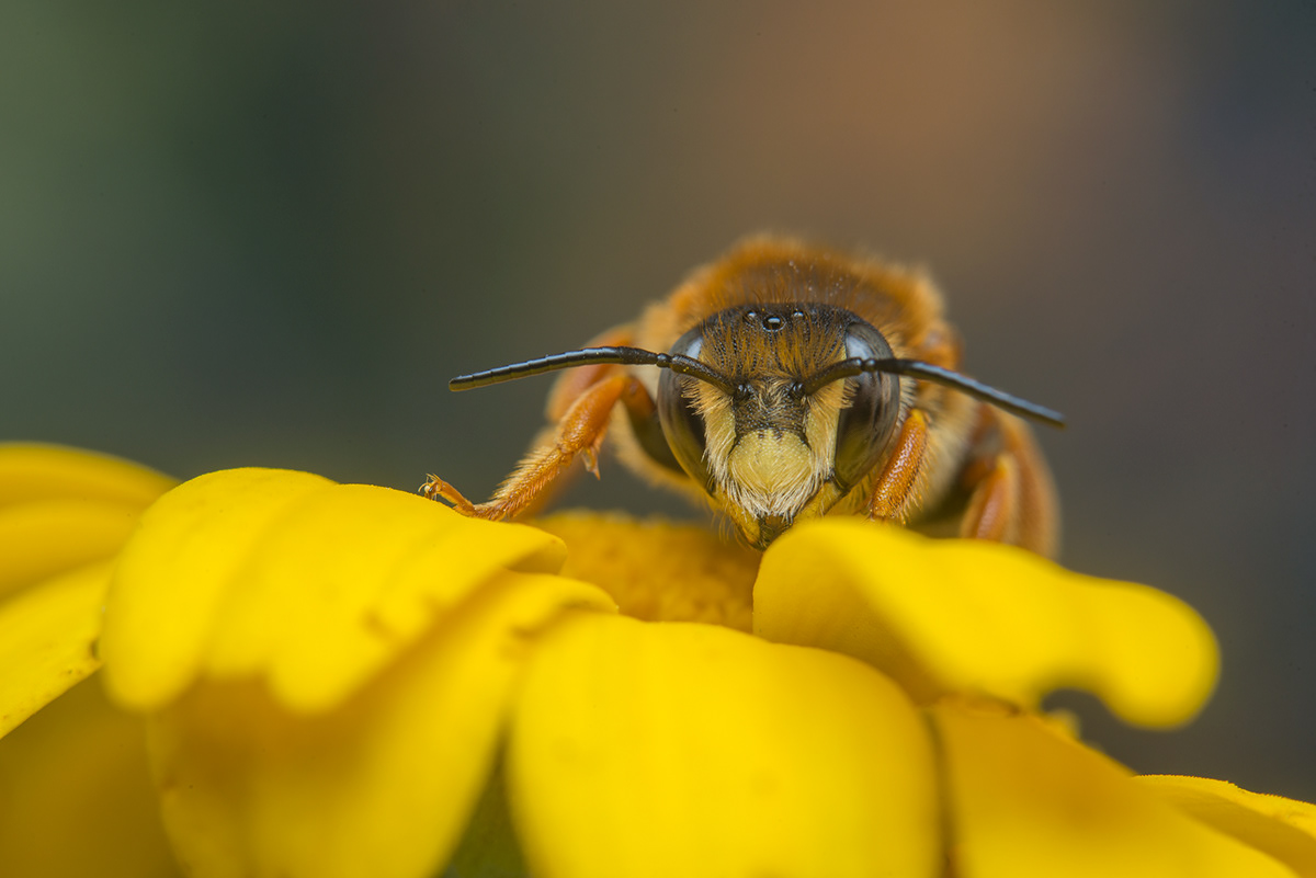 bees biodiversity Flowers macro Nature Poetry  wildlife