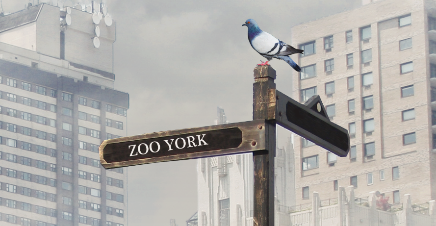 animals city newyork