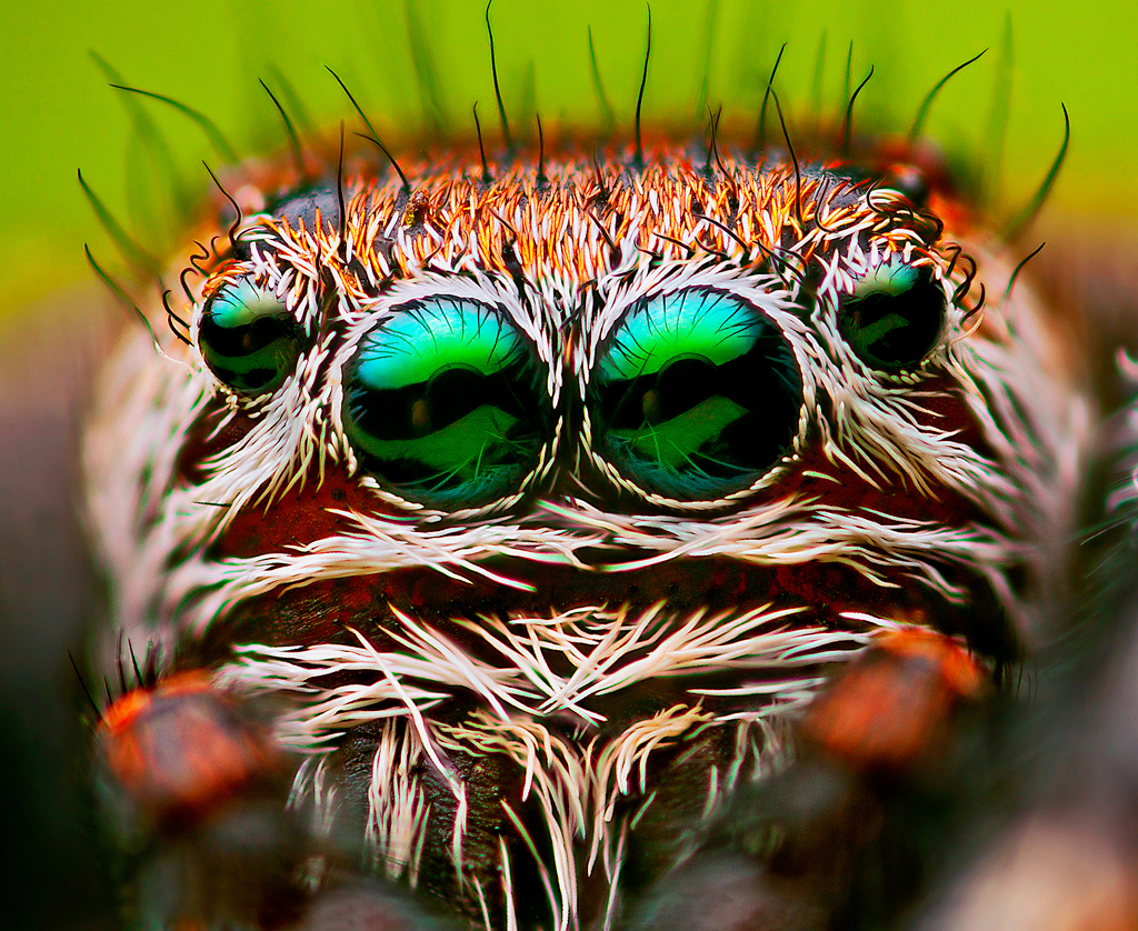 Nature macro Insects portraits eyes Focus stack incredible amazing strange Unusual green lithuania