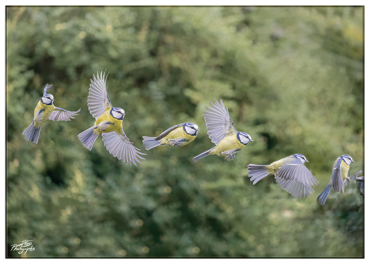bird flight Nature wildlife Wildlife photography natural world action Composite