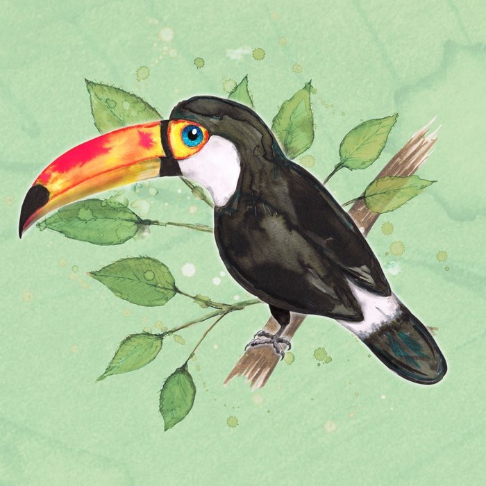 toucan bird illustrated ILLUSTRATION 