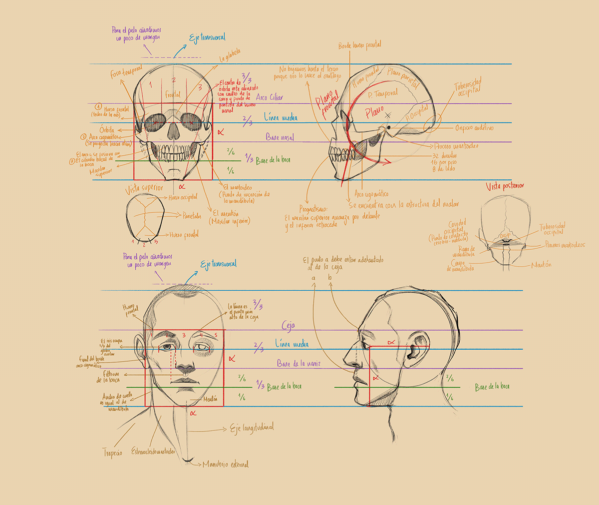 animation  art design digital illustration Drawing  human face motion graphics  painting   sketch study